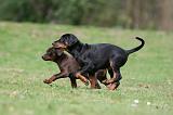 DOBERMANN 309